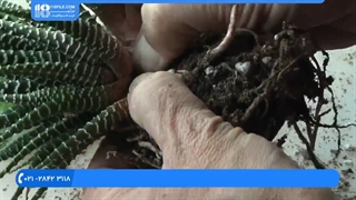 فیلم پرورش گل و گیاه | کاشت گل | گیاهان زینتی (قلمه زدن کاکتوس ربوتیا)