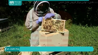 آموزش حرفه ای زنبورداری | پرورش زنبور عسل | جمع آوری دسته و قرار دادن در کندو