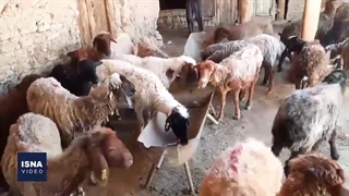 خطری که ساکنان و دامهای «کلاته عربها» را نشانه رفته است