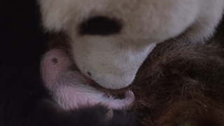 مستند حیات وحش((پانداها در خانه__pandas))دوبله فارسی..__2014