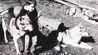 ویدیوی زاهد براهویی در گورچان