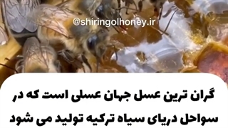 دانستنی های جالب درباره زنبور عسل _ شیرین گل