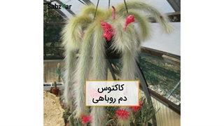 کاکتوس دم روباهی