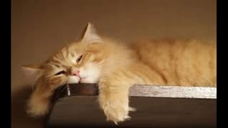 هزینه تنبلی