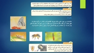 درس 11:بی مهره ها