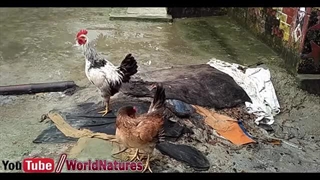 جنگ خروس و سگ