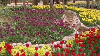 تکنوازی آهنگ سازدهنی آهنگ بهاردلکش