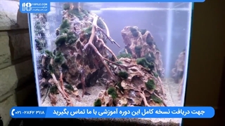 ساخت آکواریوم گیاهی|اکواریوم پلنت|ماهی زینتی(قرار دادن صحیح ماهی در آکواریوم)
