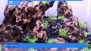 نحوه ساخت آکواریوم گیاهی|اکواریوم پلنت|ماهی زینتی(نحوه سازگار کردن ماهی ها)