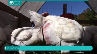 آموزش پرورش مرغ بومی * تولید کود مورد نیاز باغچه از طریق پرورش مرغ بومی