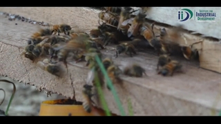 How to Start Honey Processing Business - Let’s Talk Business?