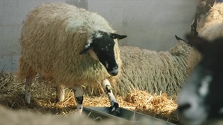 مستند Clarksons farm فصل 1 قسمت 5 زیرنویس فارسی