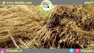 برداشت سیاه دانه با کمباین در مزارع داپیدو