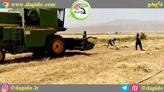 ادامه برداشت سیاه دانه با کمباین در مزارع داپیدو