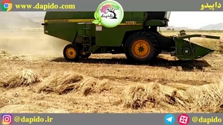 برداشت سیاه دانه با کمباین اواخر تیرماه سال 1400 در مزارع داپیدو