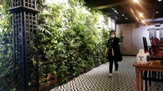 سمپاشی گیاهان دیوار سبز