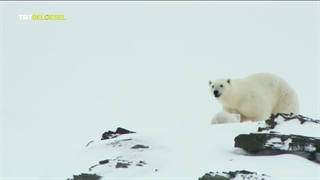 تی ارتی مستند