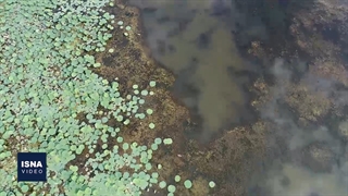 حال بدِ تالاب انزلی را کسی گردن نمی‌گیرد