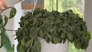 آبیاری گیاهان