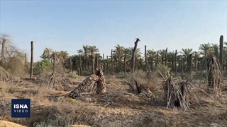 نخل‌های شادگان تشنه‌اند