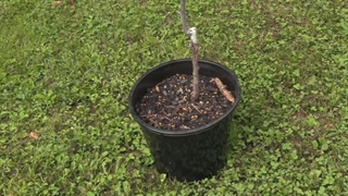 از کاشت تا برداشت عناب