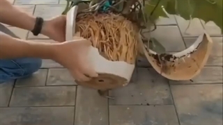 آبیاری گیاهان