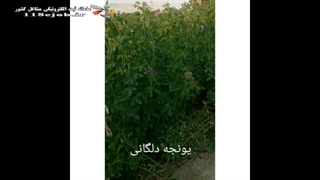 خدمات کشاورزی پیشرو در ایرانشهر