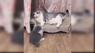 Baby Cats - Cute and Funny Cat Videos Compilation #8 | Aww Animals