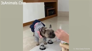 ♥Cute Puppies Doing Funny Things 2020♥ #3 Cutest Dogs