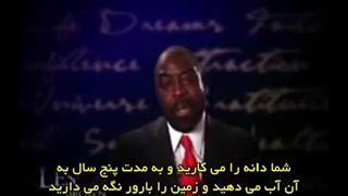 درخت بامبو (موفقیت)