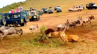 هیجان واقعی در میان شیرهای آفریقایی !