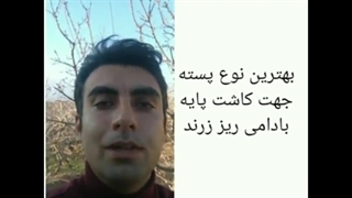 خرید بذر پسته بادامی زرندی