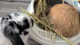 مهم‌ترین نکات برای آموزش دستشویی به خرگوش