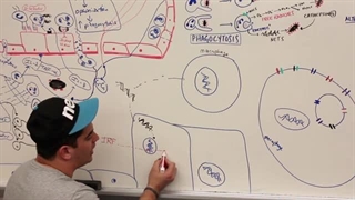 ninja nerd ایمونولوژی قسمت چهارم (التهاب پارت اخر) دندان پیش