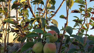 درختان گلابی و هلو