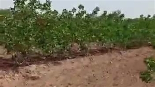 بهترین کود برای درخت پسته