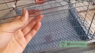 قفس مینی (کوچک) بلدرچین