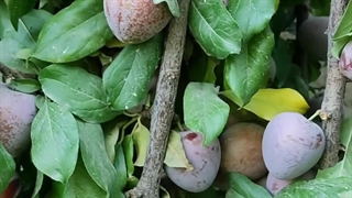 بهترین نهال آلو خونی که تا به عمر ندیده اید!!!!!!!!!!