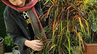 روش نگهداری گیاه کروتون رشته ای ( در 70 ثانیه ) گلخانه سانا گل