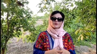 بیماری کچلی گردو 