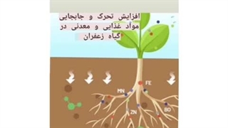 کاربرد و معرفی کود مخصوص زعفران