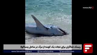 ریسک شناگران برای نجات یک کوسه از مرگ در ساحل