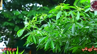 بازی عاشقانه در اشعار کمان ابرو ی طالب اردبیلی| نماهنگ دکلمه غزل بازی بلا بر مسند خیال و رؤیا