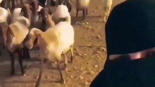 فر تنوری ایتالیایی ساخت گروه صنعتی زادمن | تجهیزات فست فود زادمن