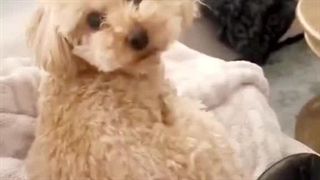 واکنش سگ ها وقتی صاحبشون میگه می‌تونه یک سگ و بخوره ۲۰۲۵