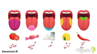 تمام شوری‌ها، شیرینی‌ها، تندی‌ها و تلخی‌ها گرم هستند
