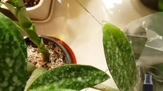 خرید وقیمت معرفی بهترین مخصوص ارگانیک مغذی تمیز براق کننده برگ گیاهان آپارتمانی شاینی لیف زاموفیلیا