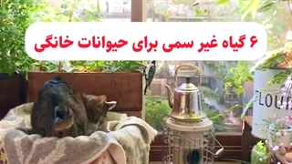 اثرات عکس گل گیاه گیاهان آپارتمانی دیفن باخیا سمی غیر مضرکشنده برای کودکان حیوانات خانگی پرندگان انسان و آسیب زایی