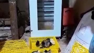 رضایت مشتری از خرید دستگاه جوجه کشی هدایت